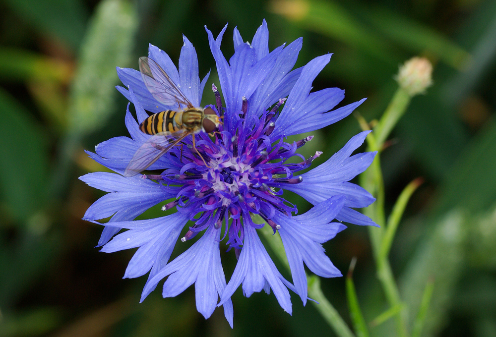 Schwebfliege auf einer Kornblume