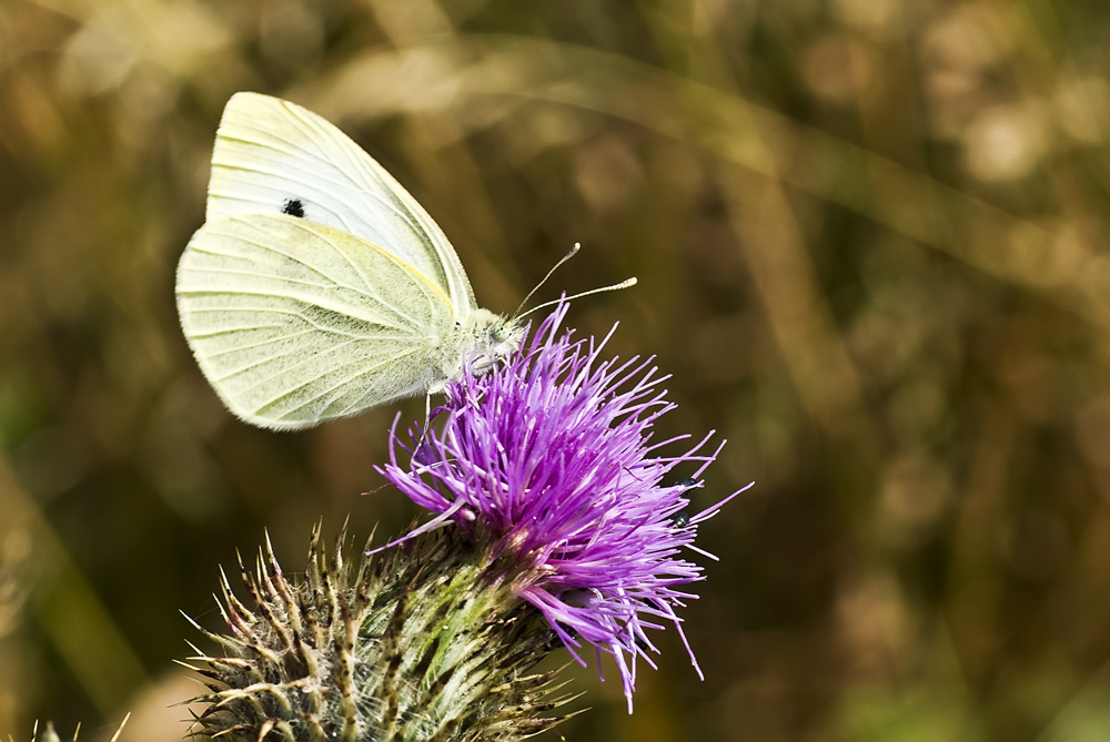 Kohlweiling auf Distel