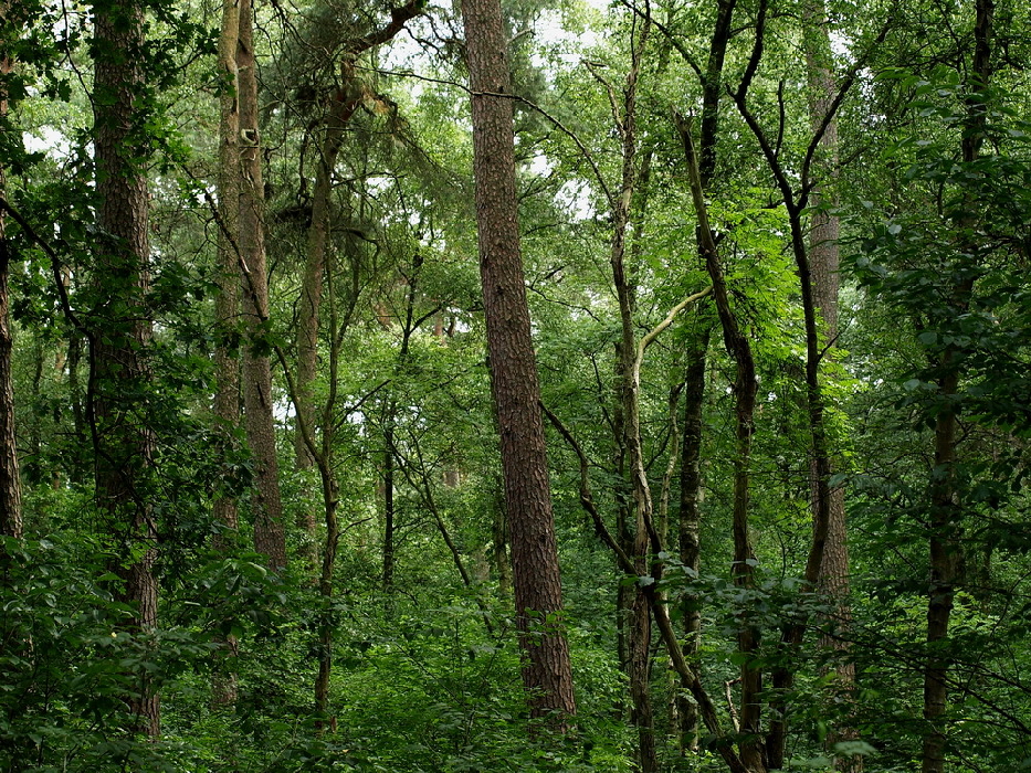 heimischer Wald