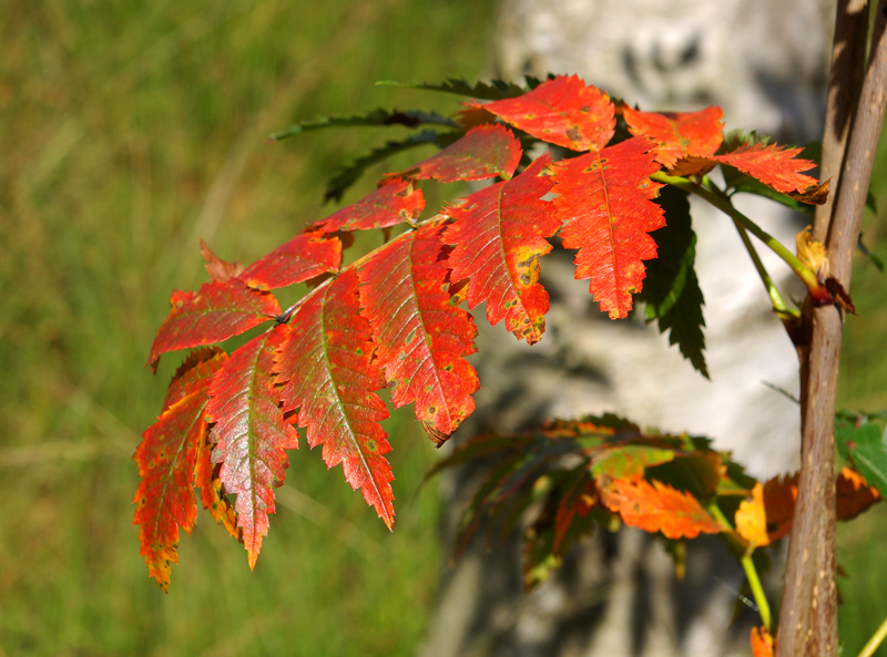 Herbstlaub