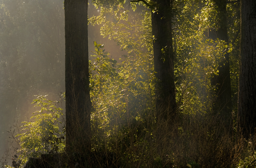 mein erstes Herbstbild in diesem Jahr