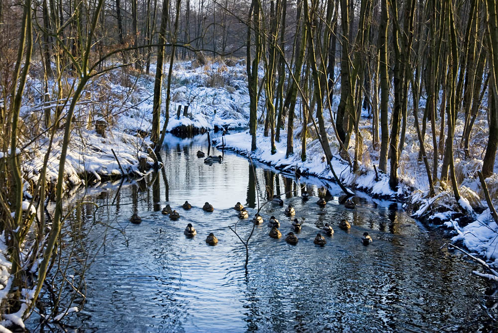 Enten auf der jungen Pinnau im Pinnauquellmoor