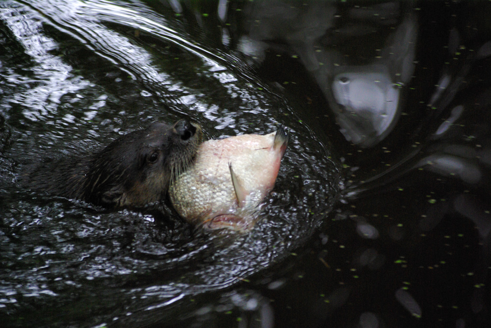 Fischotterftterung im Wildpark Eekholt