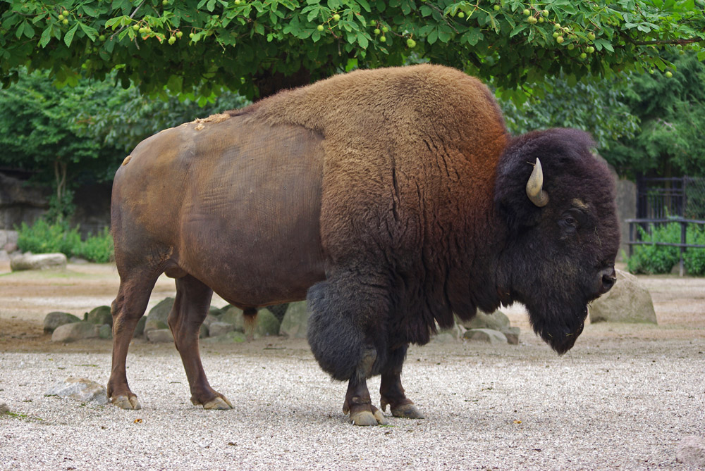 Bison