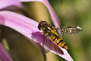 Schwebfliege auf Kaktusblte