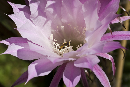 Schwebfliege auf Kaktusblüte