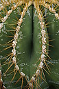 Kaktus auf der Bundesgartenschau