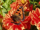 Dnischer Schmetterling