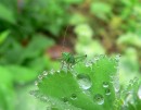 Grashüpfer