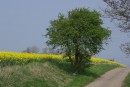 Der Raps blüht