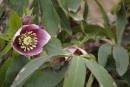 Lila Blüte