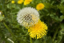Löwenzahn und Pusteblume