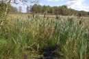Breitblättriger Rohrkolben (Typha latifolia).