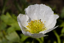 Blüte mit Gast