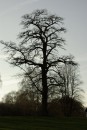 Ein Baum im Stadtpark
