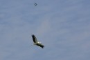 Storch im Flug