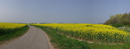 Rapsfeldpanorama
