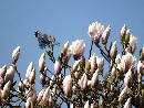 Frühstart