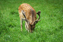 Dammhirsch im Wildpark Eekholt