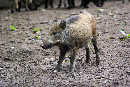junges Wildschwein im Wildpark Eekholt