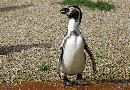 Humboldtpinguin