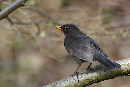 Amsel