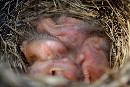 Amsel Nr.4 ist nun auch geschlüpft