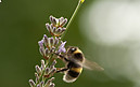 Hummel im Anflug