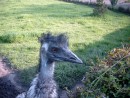 Emu