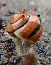 Schnecke