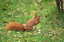 Eichhörnchen vom Küchenfenster aus