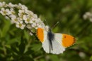 Schmetterling berredet
