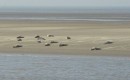 Seehundsbank Gelbsand bei Cuxhaven