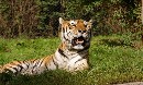 Arnos Tiger fr Pedy