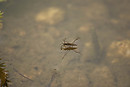 Wasserläufer