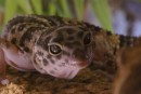 Einer unserer Leopardgeckos