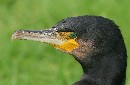 Kormoran