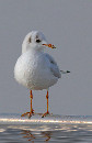 Möwe in Mondorf