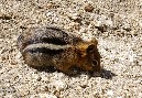 Streifenhörnchen