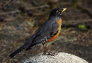 American Robin