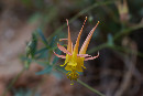 Golden Columbine