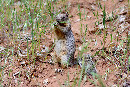 Ökohörnchen