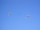 Schwäne im Flug..........