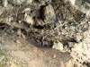 Thumbs/tn_106Gothafoss.jpg