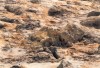 Thumbs/tn_168Namaskard.jpg