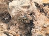 Thumbs/tn_169Namaskard.jpg