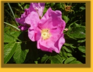 Heckenrose oder Hagebutte