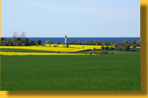 Rapsfeld bei Heiligenhafen