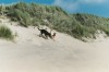 Thumbs/tn_2003AmStrand4.jpg
