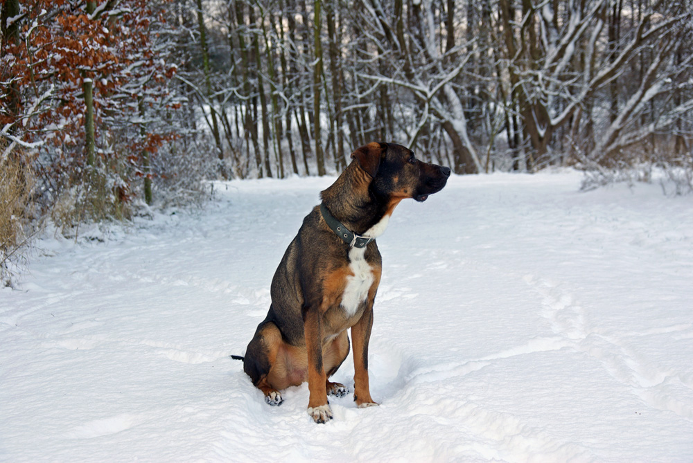1.Februar 2009